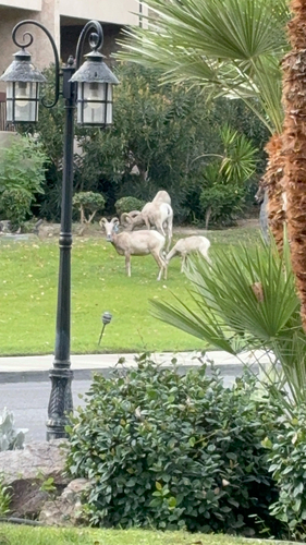 Bighorn Sheep