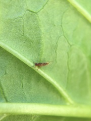 Trioza brevigenae