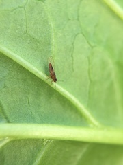 Trioza brevigenae