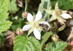 Dasysyrphus intrudens