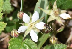 Dasysyrphus intrudens