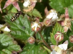 Dasysyrphus intrudens