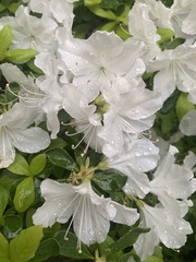 Rhododendron