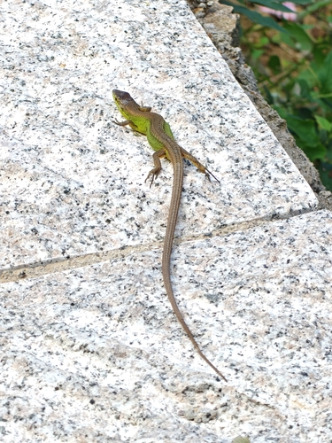 China Grass Lizard