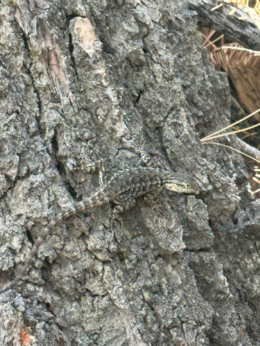 iNaturalist observation photo of Western Fence Lizard
