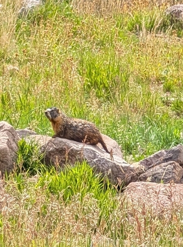 Marmota flaviventris engelhardti