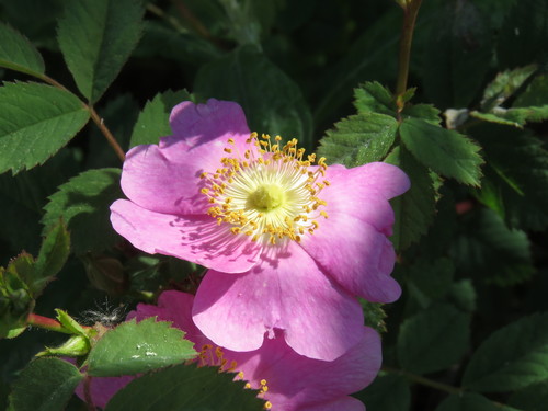 iNaturalist observation photo of California Wild Rose