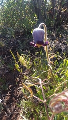 Clematis hirsutissima