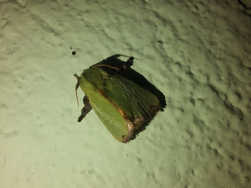 Parasa wellesca