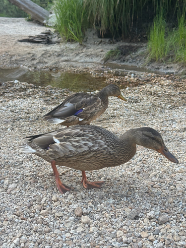 iNaturalist observation photo of Mallard