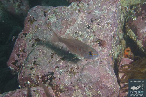 Taeniamia fucata observed 2026-08-01