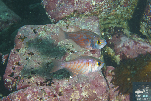 Taeniamia fucata observed 2026-08-01