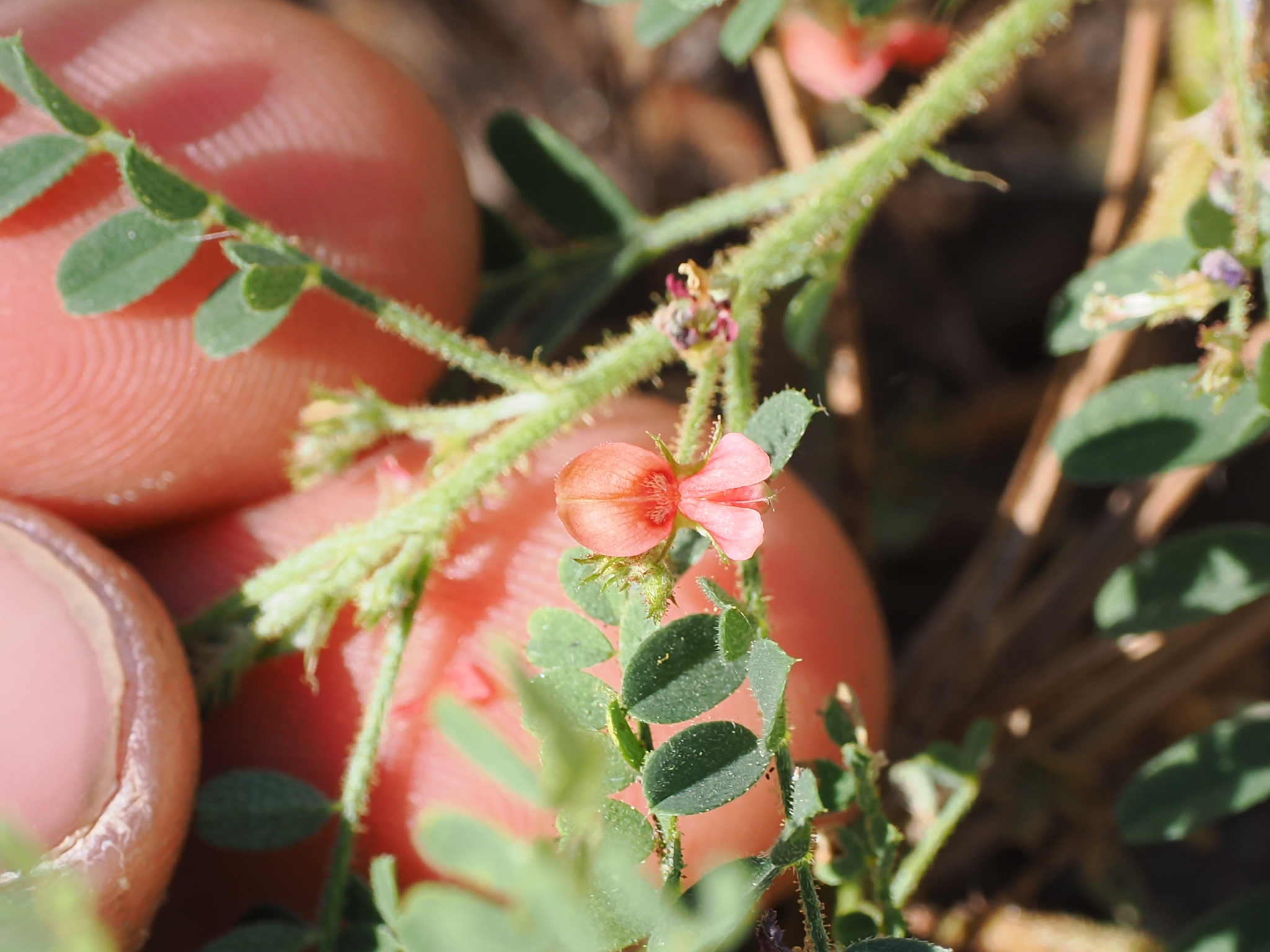 Indigofera colutea