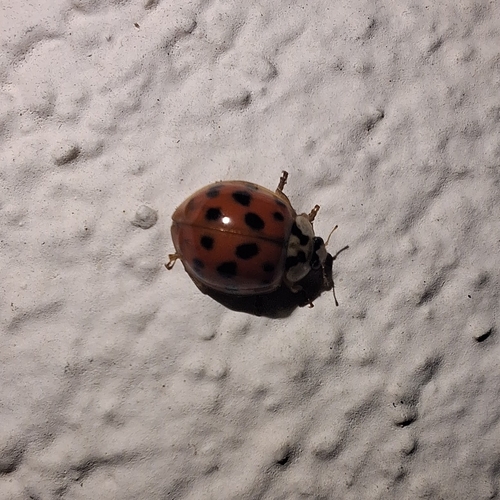 Asian Lady Beetle