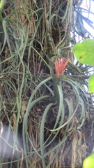 Aechmea recurvata