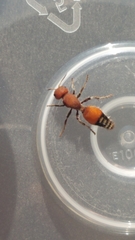 Dasymutilla creon