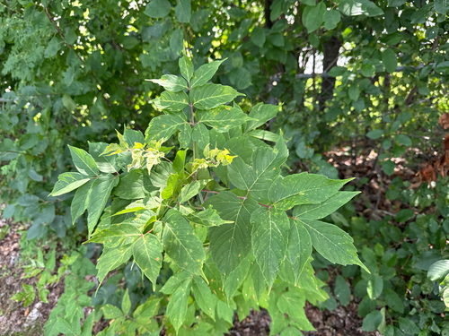 box elder