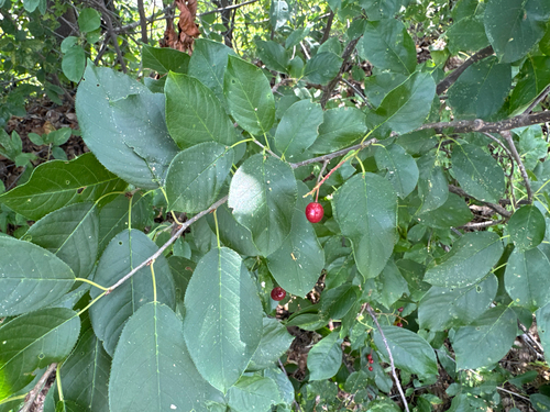 chokecherry