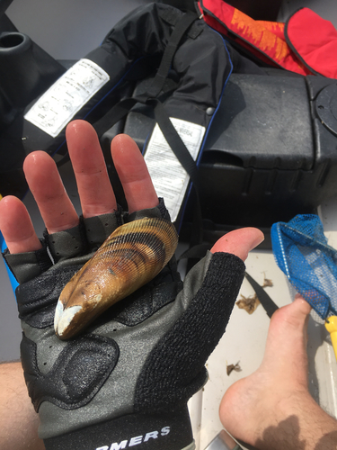 Southern Ribbed Mussel