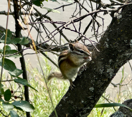 Least Chipmunk