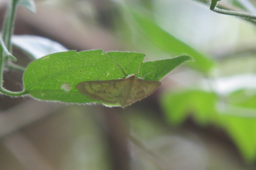 Bordered Pearl