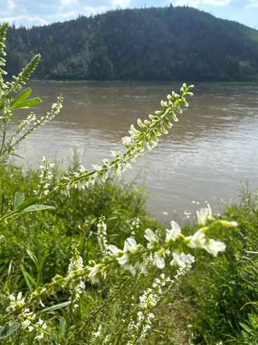 White Sweetclover