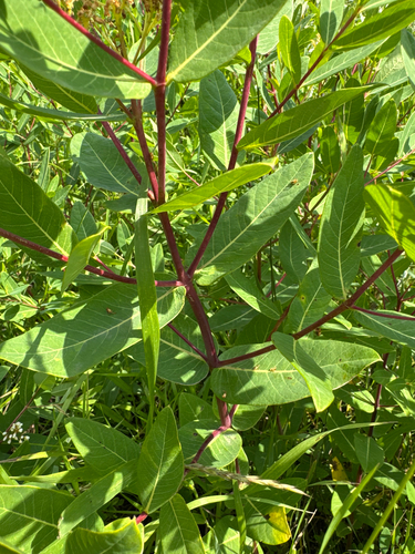 hemp dogbane