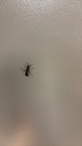 Yellow-legged Mud-dauber Wasp