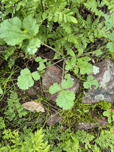 Eastern Stork's-bill