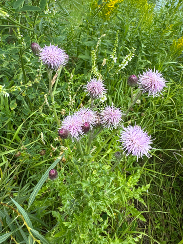 creeping thistle