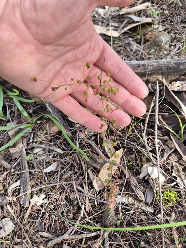 Climbing Sundew