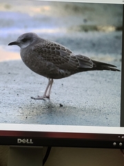 Larus brachyrhynchus