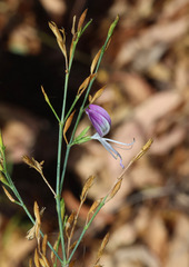 Hypoestes floribunda