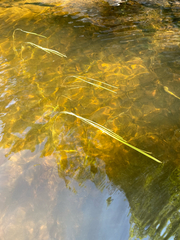 (c) Quinten Wiegersma, some rights reserved (CC BY) Sparganium angustifolium, photograph (c) Quinten Wiegersma, some rights reserved (CC BY)