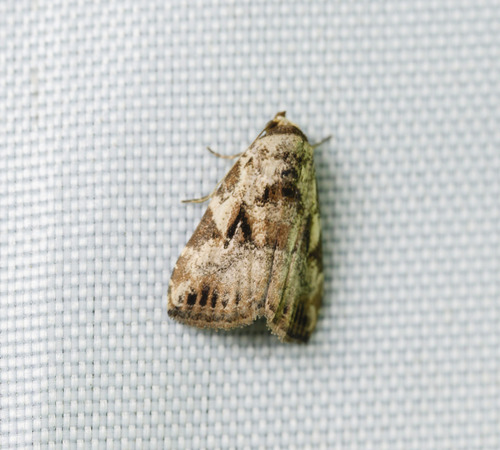 Chorsia procrita