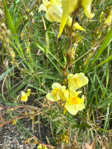 common toadflax