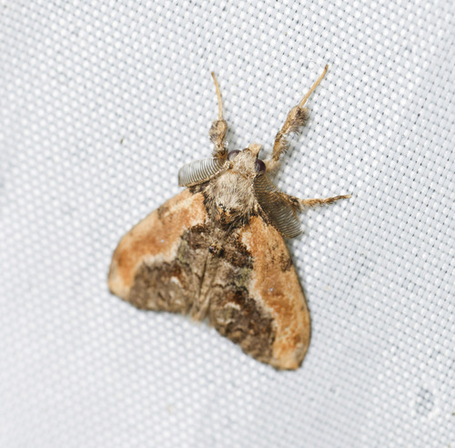 Orgyia osseata