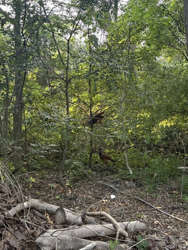Great Curassow