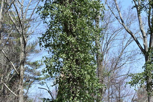 Euonymus fortunei