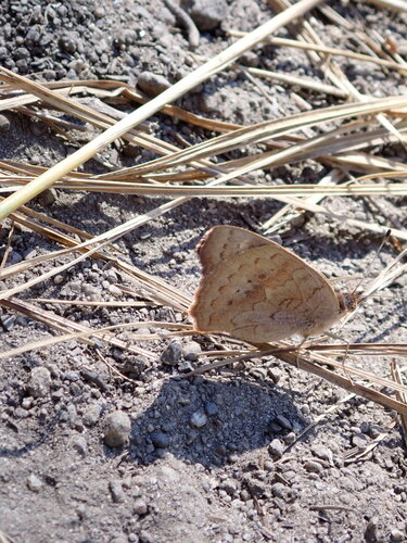 iNaturalist observation photo of Gray Buckeye