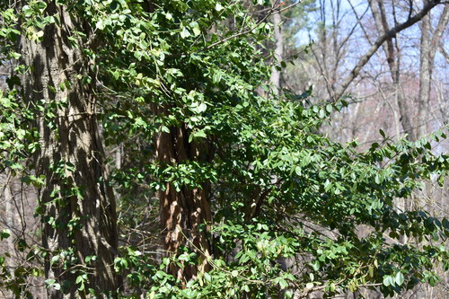 Euonymus fortunei