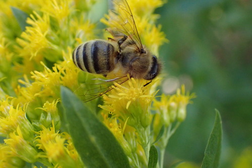 iNaturalist observation photo of Western Honey Bee