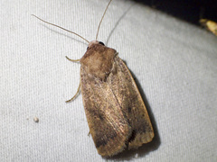 Proteuxoa porphyrescens