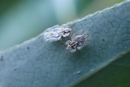 iNaturalist observation photo of Tingini