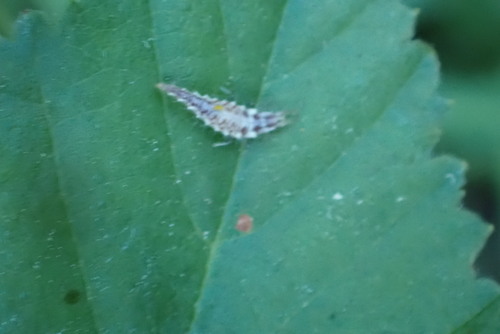 iNaturalist observation photo of Common Green Lacewings