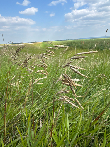 Smooth Brome