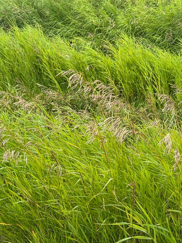 Smooth Brome