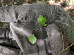Streblus heterophyllus
