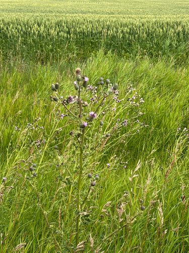 creeping thistle