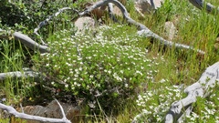 Leptosiphon floribundus glaber